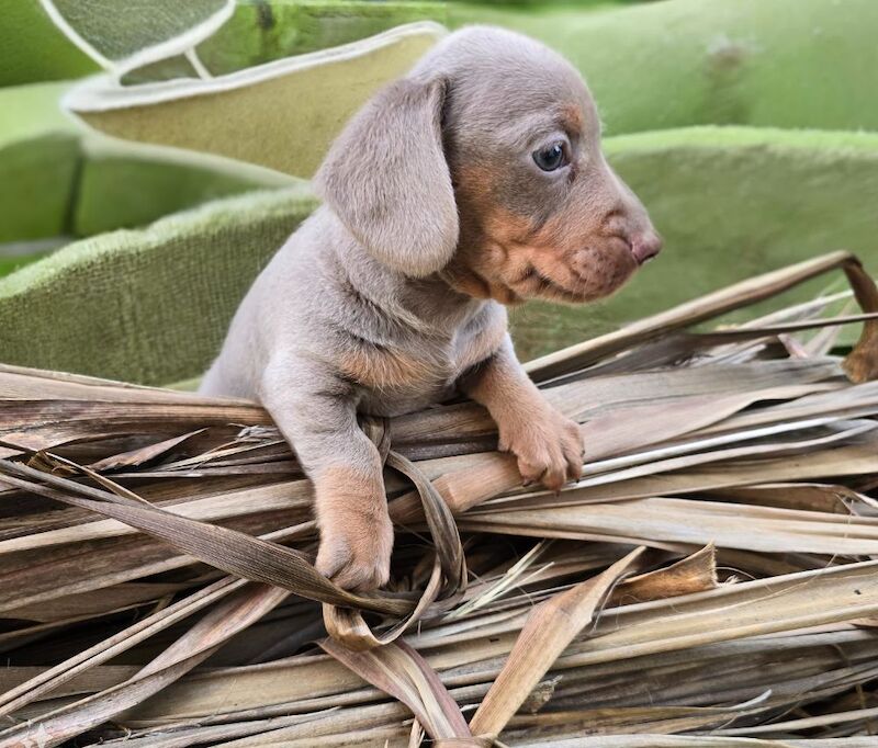 *Beautiful boy pedegree lilac Dachshund pup* for sale in Kingston upon Hull, East Riding of Yorkshire - Image 6