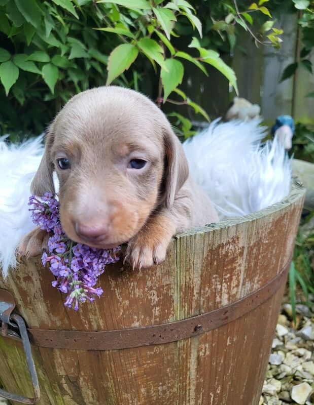 *Beautiful boy pedegree lilac Dachshund pup* for sale in Kingston upon Hull, East Riding of Yorkshire - Image 7