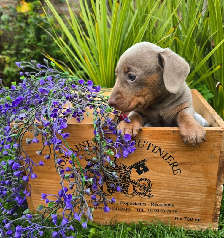 *Beautiful boy pedegree lilac Dachshund pup* for sale in Kingston upon Hull, East Riding of Yorkshire - Image 8