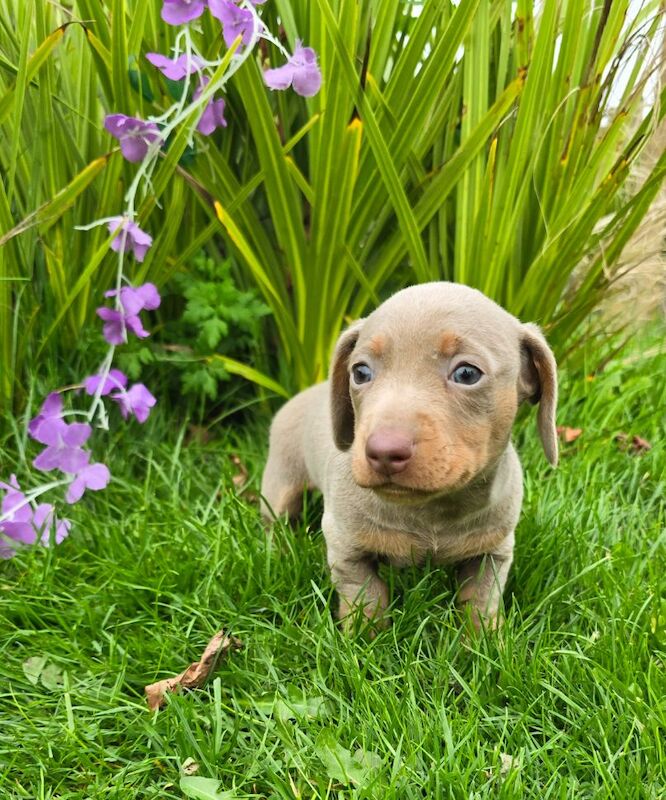 *Beautiful boy pedegree lilac Dachshund pup* for sale in Kingston upon Hull, East Riding of Yorkshire - Image 9