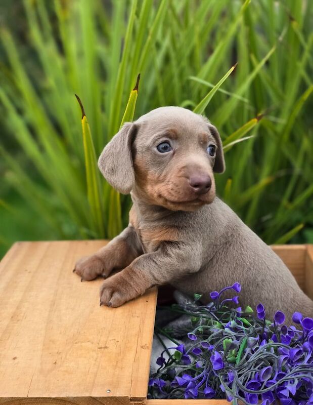 *Beautiful boy pedegree lilac Dachshund pup* for sale in Kingston upon Hull, East Riding of Yorkshire - Image 10