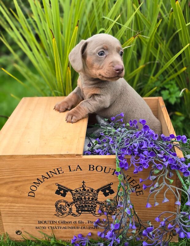 *Beautiful boy pedegree lilac Dachshund pup* for sale in Kingston upon Hull, East Riding of Yorkshire - Image 11