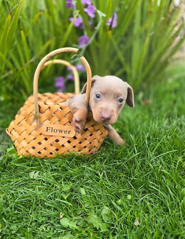 *Beautiful boy pedegree lilac Dachshund pup* for sale in Kingston upon Hull, East Riding of Yorkshire - Image 12