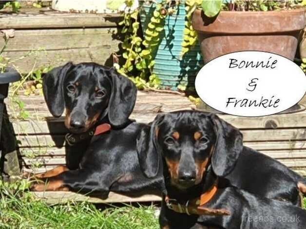 Beautiful Brother & Sister - Standard Smooth Haired Dachshunds (Black & Tan) for sale in Guildford, Surrey