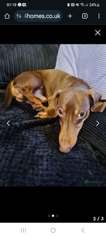 Beautiful chocolate tan boy 2 years old Coco for sale in South Yorkshire - Image 1