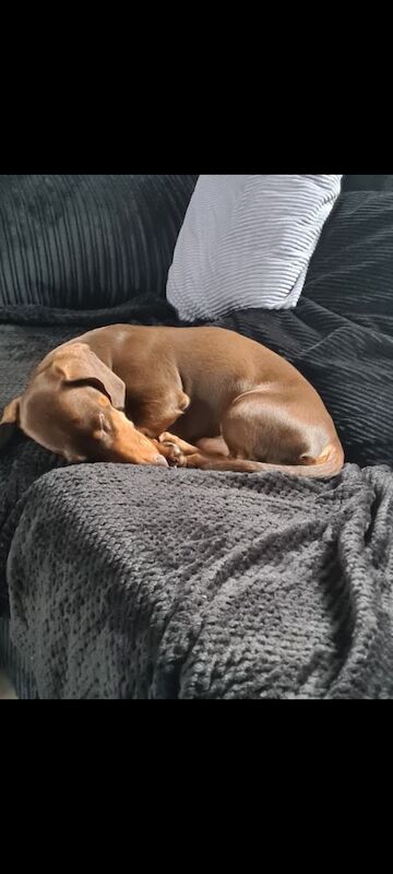 Dachshunds for sale in South Yorkshire