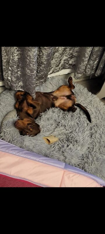 Dachshund Puppies for sale in South Yorkshire