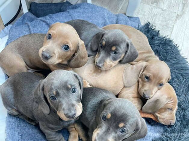 Beautiful Coloured Miniature Dachshunds for sale in Cottingham, East Riding Of Yorkshire - Image 1