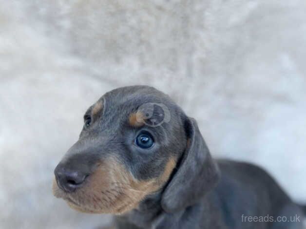 Beautiful Coloured Miniature Dachshunds for sale in Cottingham, East Riding Of Yorkshire - Image 2