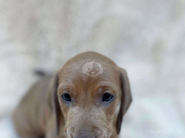 Beautiful Coloured Miniature Dachshunds for sale in Cottingham, East Riding Of Yorkshire - Image 3