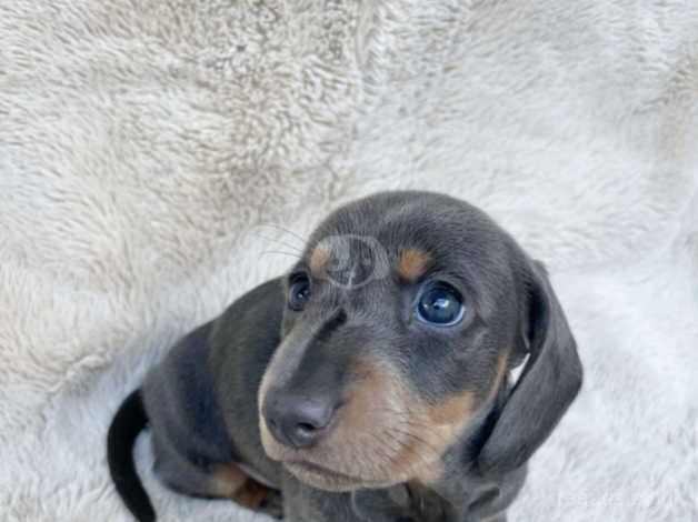 Beautiful Coloured Miniature Dachshunds for sale in Cottingham, East Riding Of Yorkshire - Image 4