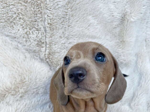 Beautiful Coloured Miniature Dachshunds for sale in Cottingham, East Riding Of Yorkshire - Image 5