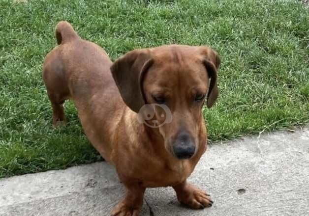 Beautiful dachshund bitch for sale in Pontefract, West Yorkshire - Image 2