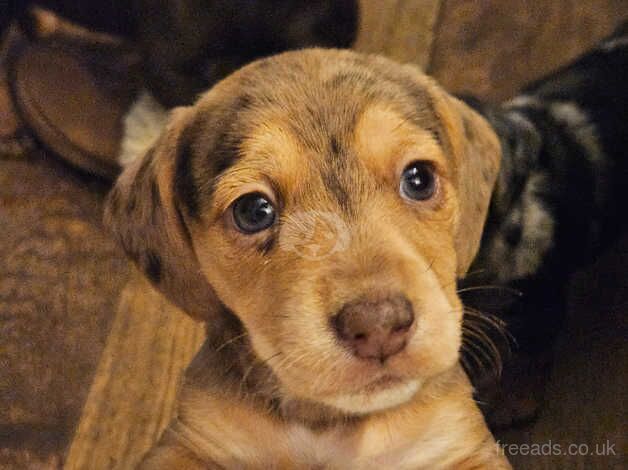 Beautiful dachshund cross puppies forsale for sale in Canterbury, Kent