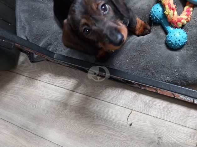 Beautiful dachshund for sale in Llanybydder, Ceredigion