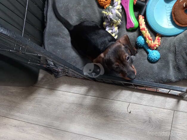 Beautiful dachshund for sale in Llanybydder, Ceredigion - Image 4