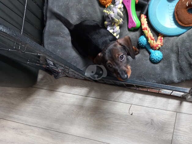 Beautiful dachshund for sale in Llanybydder, Ceredigion - Image 5