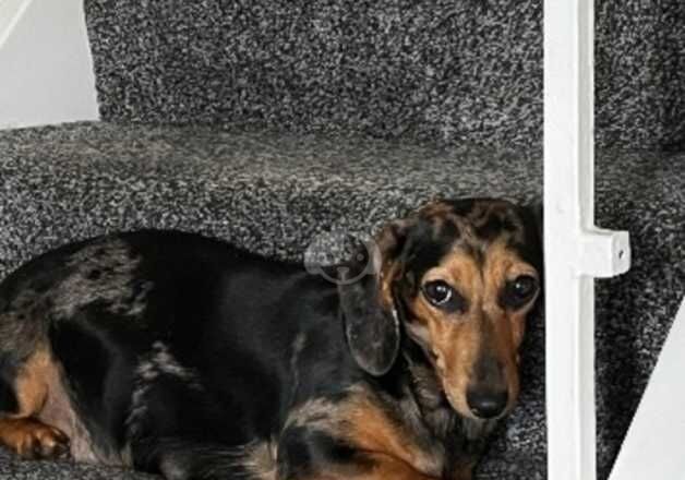 Beautiful dachshund pup for sale in Wolverhampton, West Midlands - Image 2