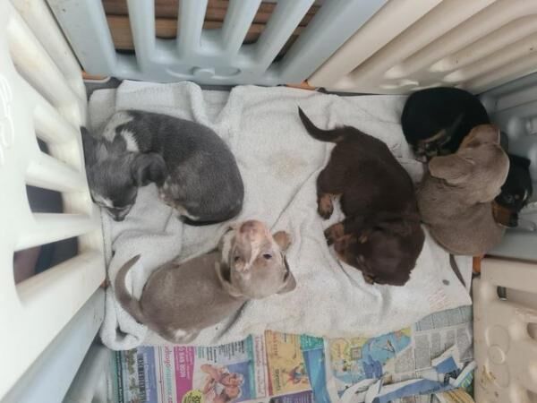 Beautiful Dachshund Puppies for sale in Rugby, Warwickshire