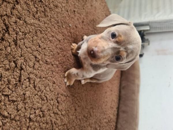 Beautiful Dachshund Puppies for sale in Rugby, Warwickshire - Image 2