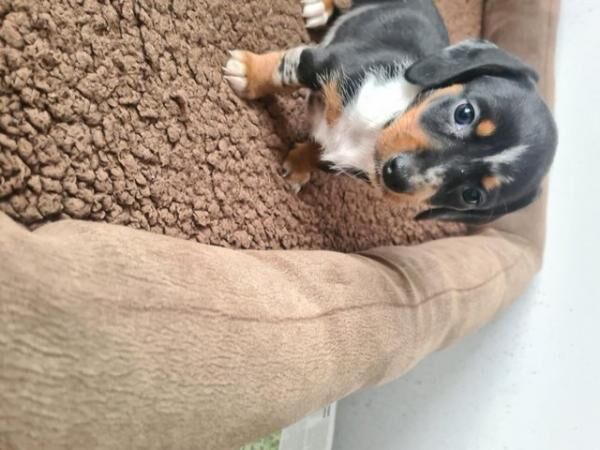 Beautiful Dachshund Puppies for sale in Rugby, Warwickshire - Image 3