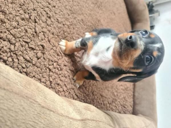 Beautiful Dachshund Puppies for sale in Rugby, Warwickshire - Image 4