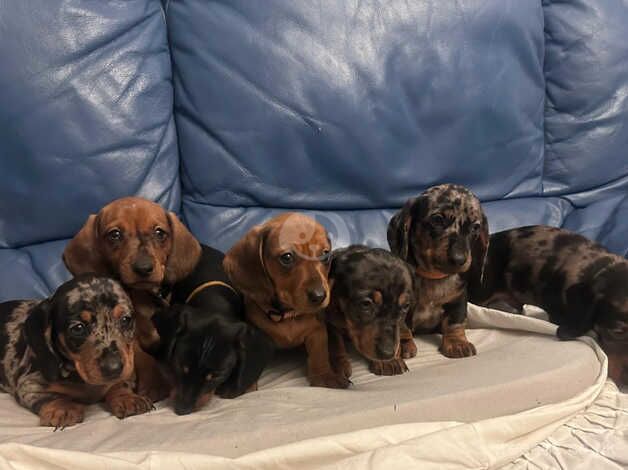 Beautiful dachshund puppies for 5*home for sale in Manchester, Greater Manchester