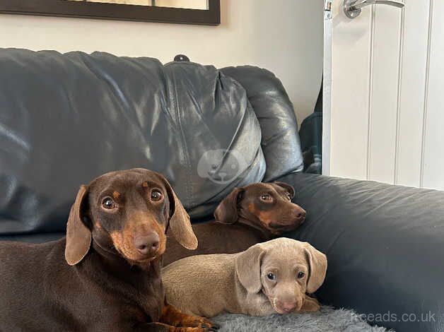 Beautiful Dachshund puppies for sale in Bradford, West Yorkshire