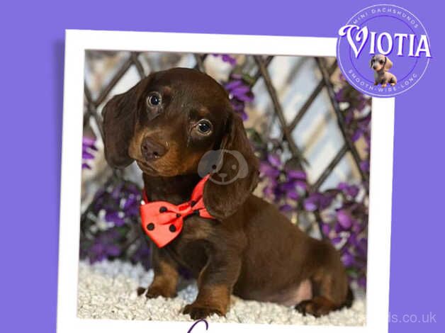 Beautiful Dachshund Puppies for sale in Castle Douglas, Dumfries and Galloway