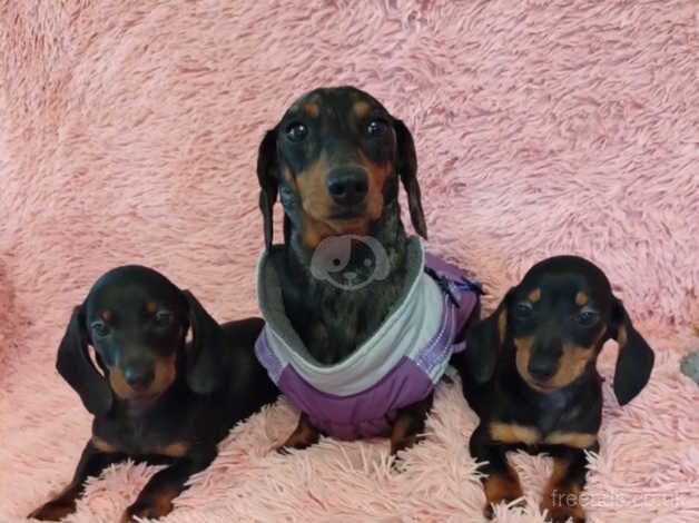 Beautiful Dachshund puppies for sale in Coleraine, Coleraine