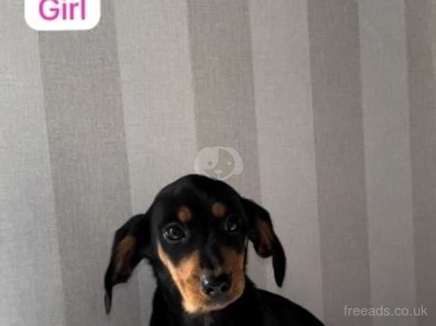 Beautiful dachshund puppies for sale in Dorking, Surrey