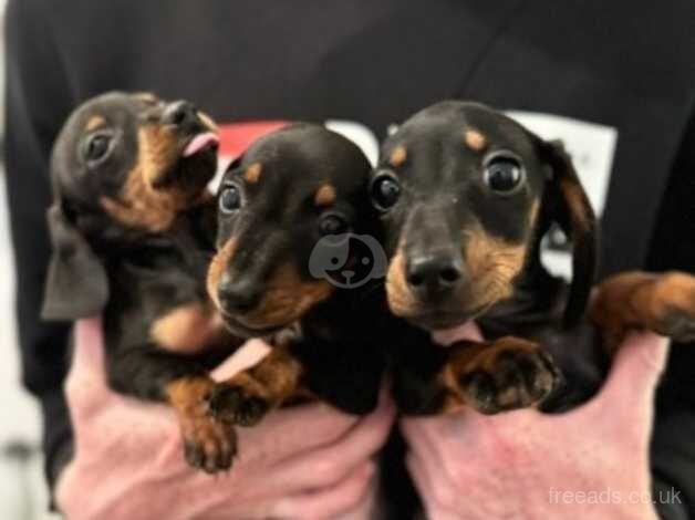 Beautiful dachshund puppies for sale in Kessingland, Suffolk - Image 1