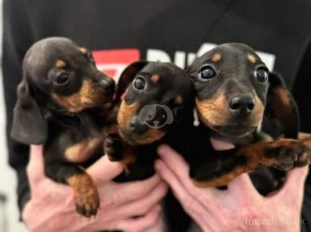 Beautiful dachshund puppies for sale in Kessingland, Suffolk - Image 2