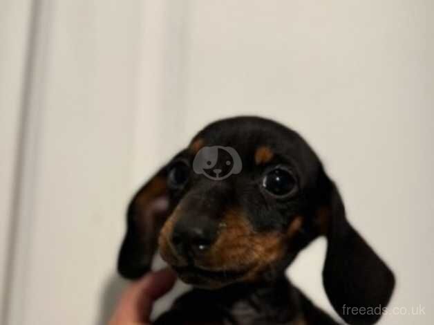 Beautiful dachshund puppies for sale in Kessingland, Suffolk - Image 3