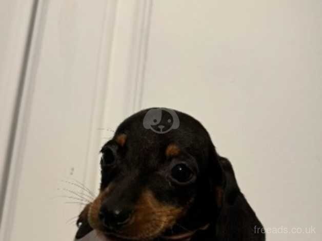 Beautiful dachshund puppies for sale in Kessingland, Suffolk - Image 4