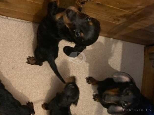 Beautiful dachshund puppies for sale in Kessingland, Suffolk - Image 5