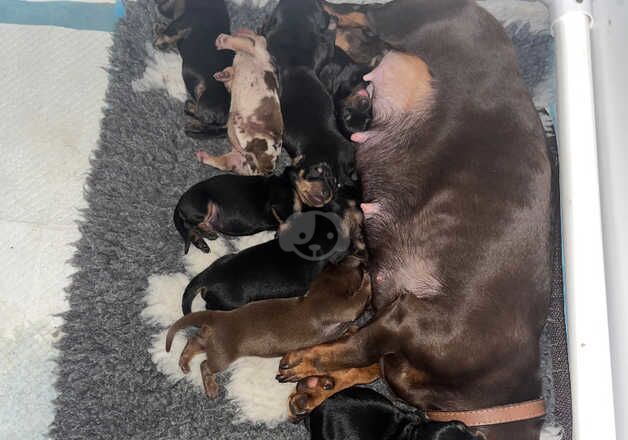 Beautiful Dachshund puppies for sale in Leeds, West Yorkshire