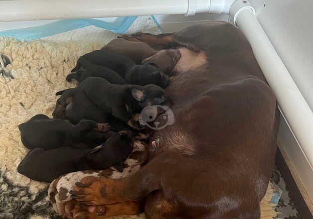 Beautiful Dachshund puppies for sale in Leeds, West Yorkshire - Image 2