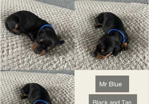 Dachshund Puppies for sale