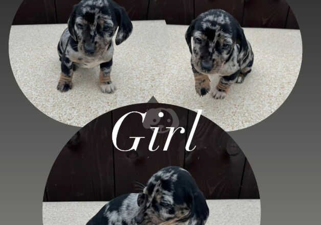 Beautiful dachshund, puppies. for sale in Leeds, West Yorkshire