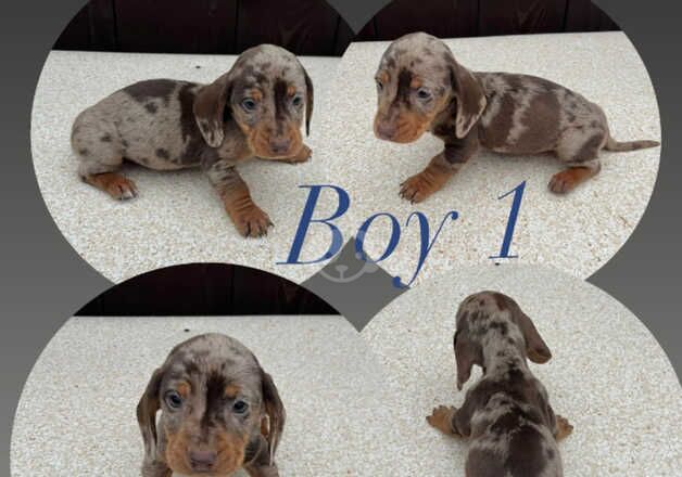 Dachshund Puppies for sale in West Yorkshire