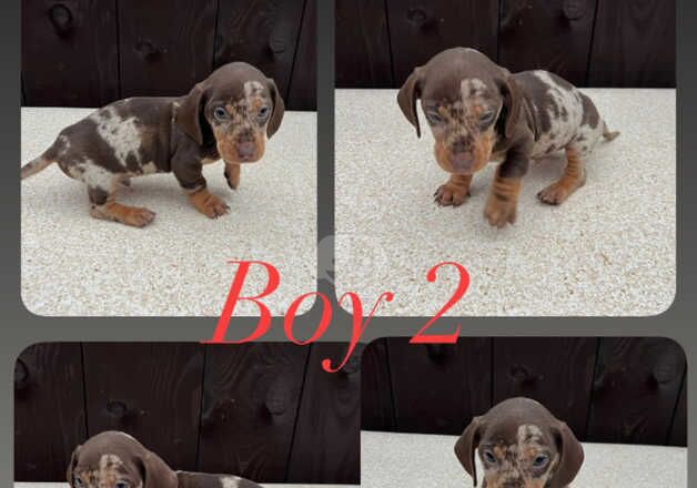 Dachshund Puppies for sale