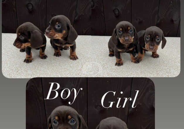 Beautiful dachshund, puppies. for sale in Leeds, West Yorkshire - Image 5