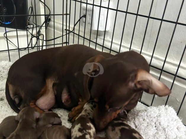 Beautiful Dachshund puppies for sale in Liverpool, Merseyside