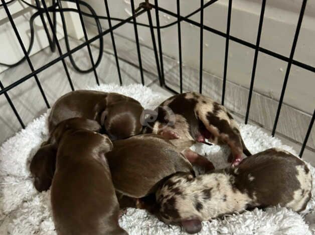 Dachshunds for sale in Liverpool, Merseyside