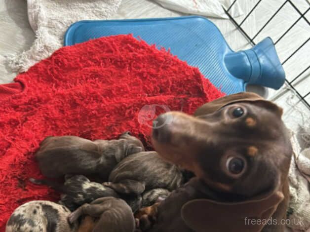 Dachshund Puppies for sale in Merseyside