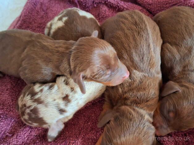 Dachshund Puppies for sale