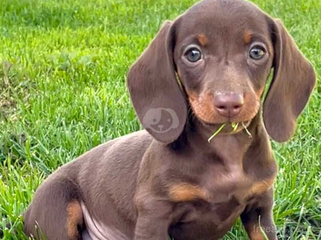 Beautiful dachshund puppies for sale in Llanelli, Carmarthenshire