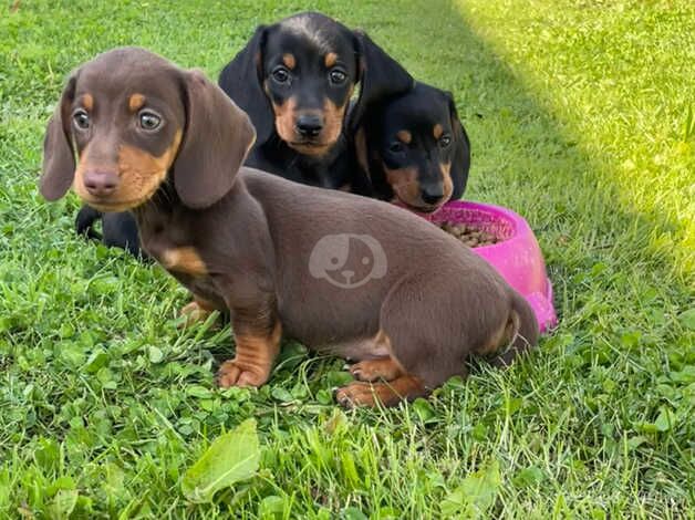 Beautiful dachshund puppies for sale in Llanelli, Carmarthenshire - Image 2