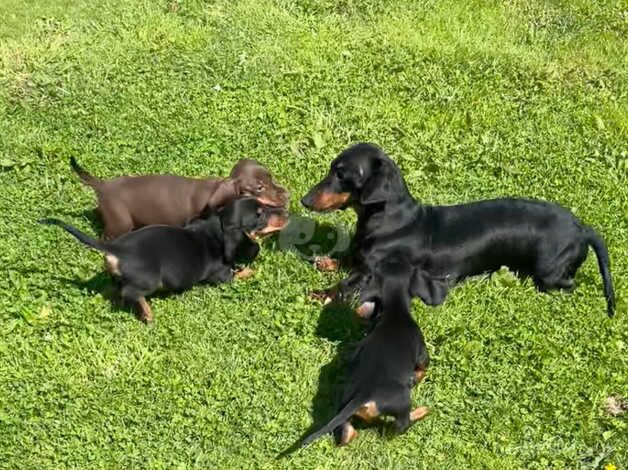 Beautiful dachshund puppies for sale in Llanelli, Carmarthenshire - Image 3